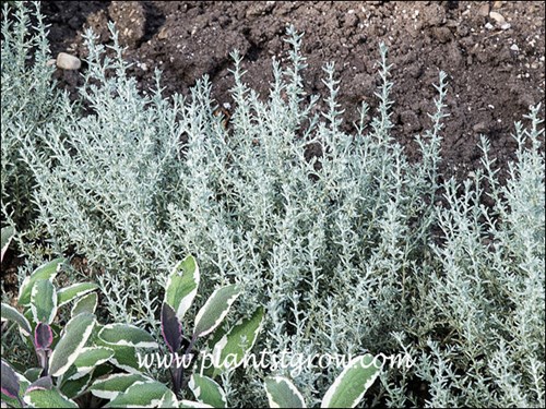 Growing with some Tricolored Salvia.